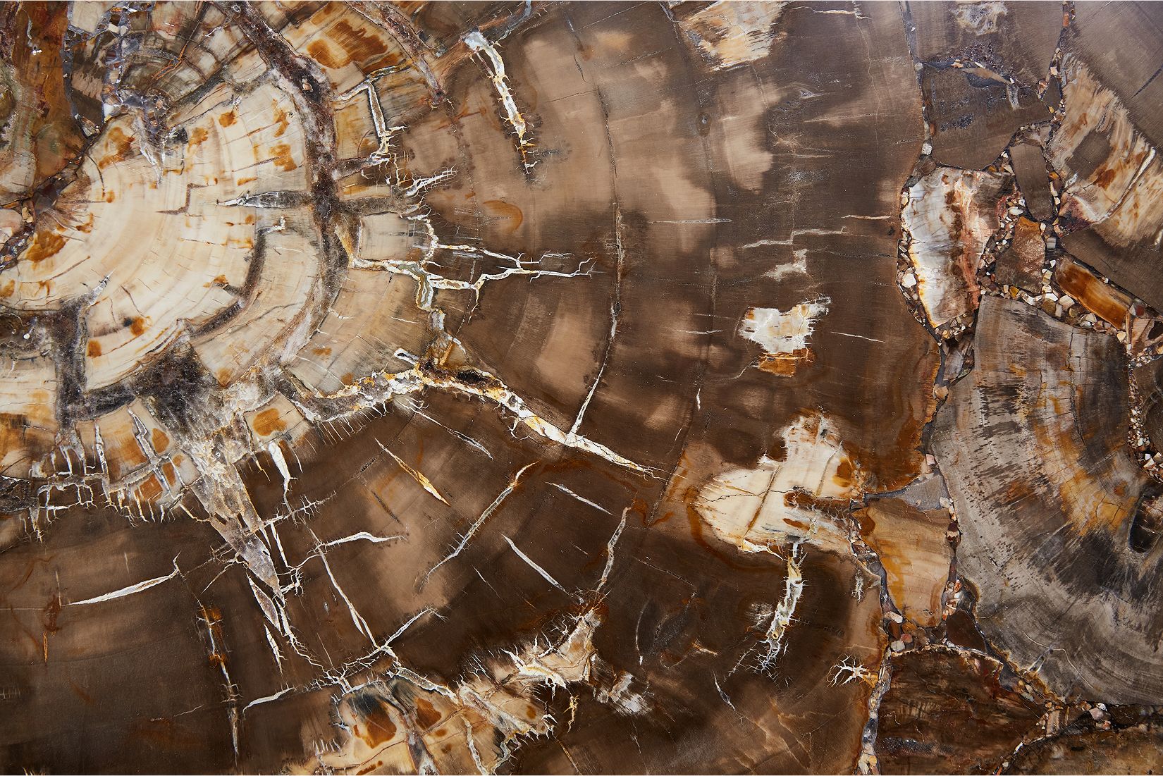 Браун Пьетрифид Вуд